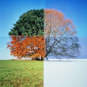 Seasonal